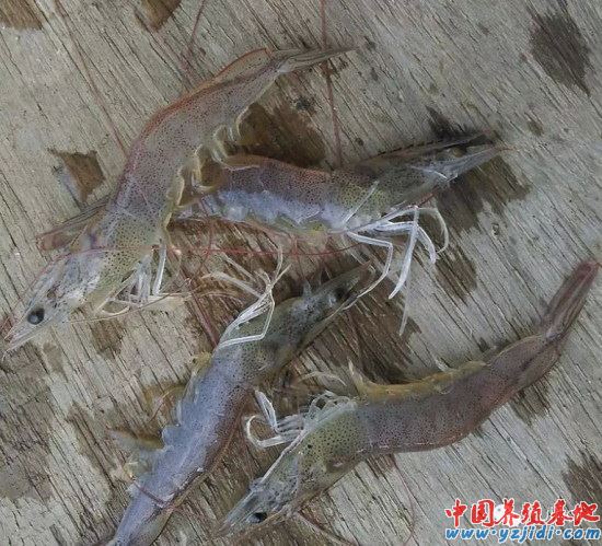 中國養殖基地 yzjidi.com