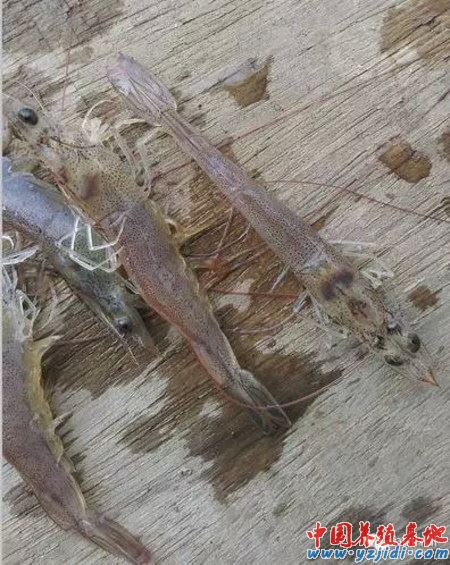 中國養殖基地 yzjidi.com