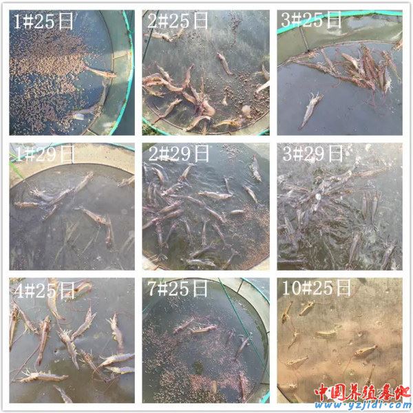 中國養殖基地 yzjidi.com