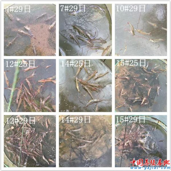 中國養殖基地 yzjidi.com