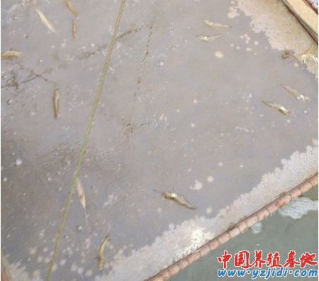 中國養殖基地 yzjidi.com