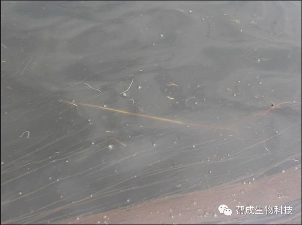 中國養殖基地 yzjidi.com