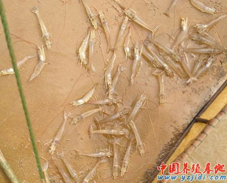 中國養殖基地 yzjidi.com