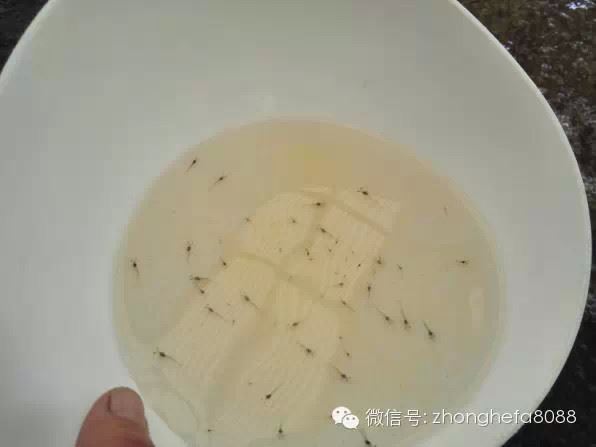 中國養殖基地 yzjidi.com