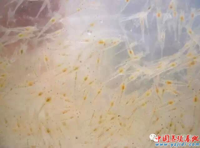 中國養殖基地 yzjidi.com