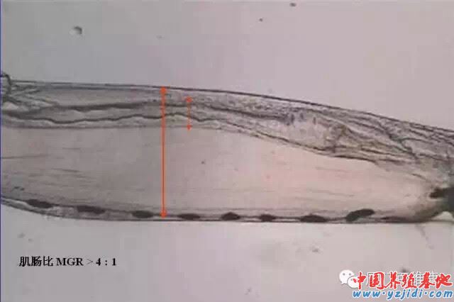 中國養殖基地 yzjidi.com