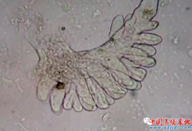 中國養殖基地 yzjidi.com