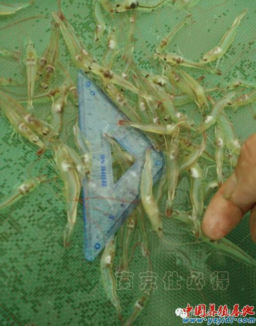 中國養殖基地 yzjidi.com