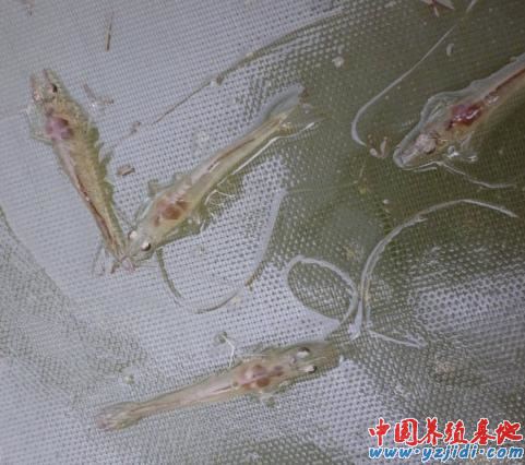 中國養殖基地 yzjidi.com