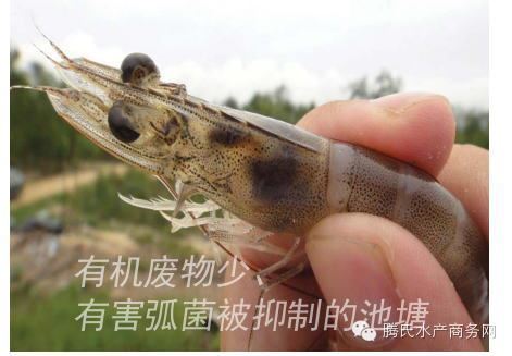 中國養殖基地 yzjidi.com