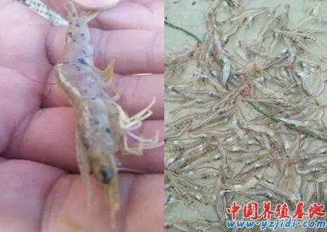 中國養殖基地 yzjidi.com