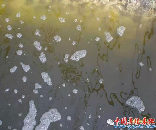 中國養殖基地 yzjidi.com