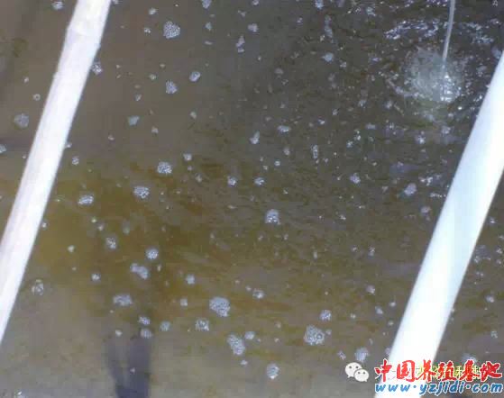 中國養殖基地 yzjidi.com