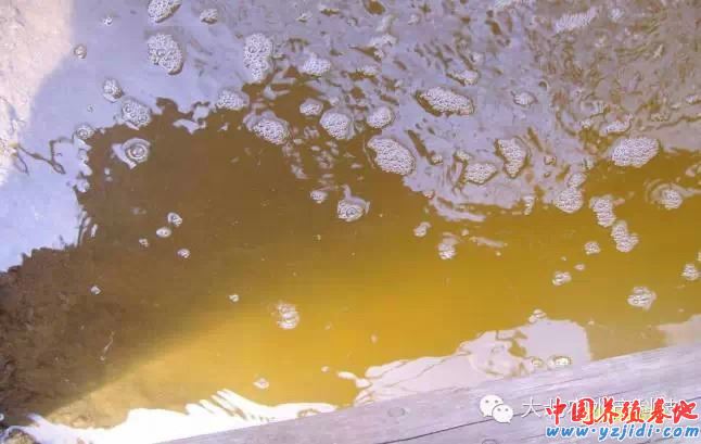 中國養殖基地 yzjidi.com