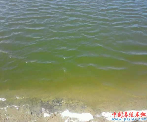 中國養殖基地 yzjidi.com