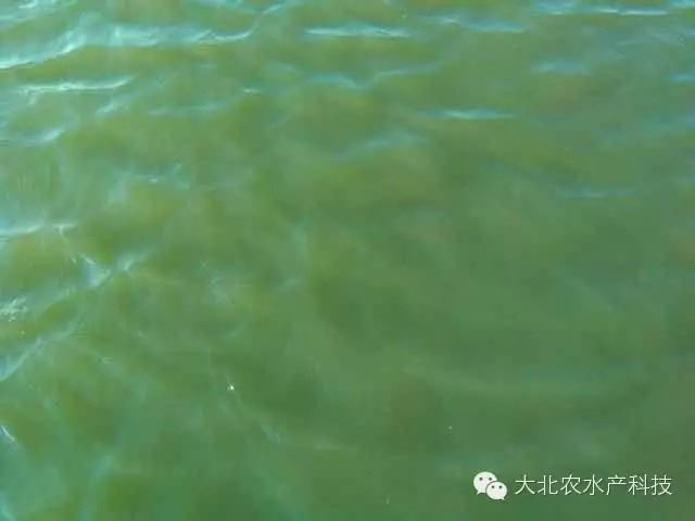 中國養殖基地 yzjidi.com