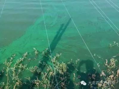 中國養殖基地 yzjidi.com