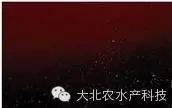 中國養殖基地 yzjidi.com