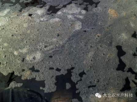 中國養殖基地 yzjidi.com