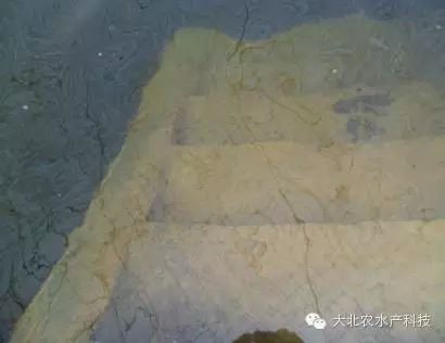 中國養殖基地 yzjidi.com