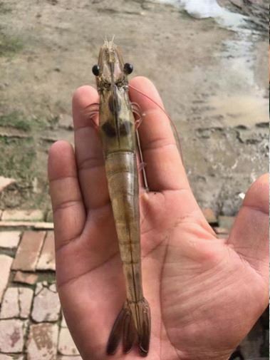 中國養殖基地 yzjidi.com