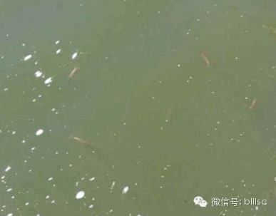 中國養殖基地 yzjidi.com