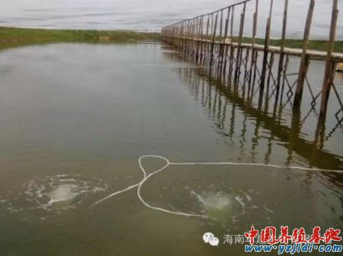 中國養殖基地 yzjidi.com