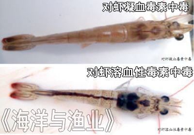 中國養殖基地 yzjidi.com