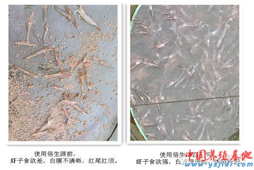 中國養殖基地 yzjidi.com