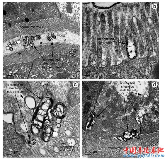 中國養殖基地 yzjidi.com