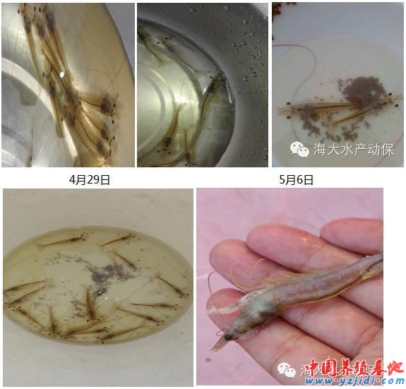 中國養殖基地 yzjidi.com