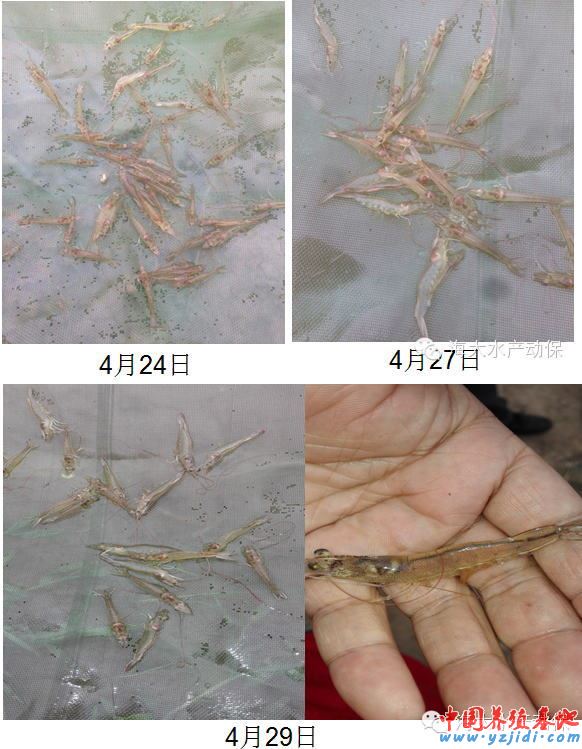 中國養殖基地 yzjidi.com