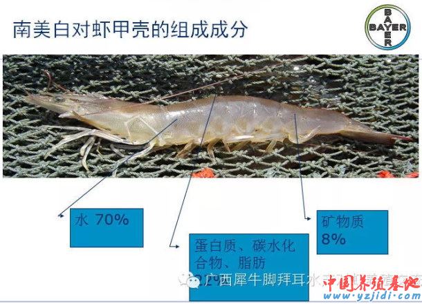 中國養殖基地 yzjidi.com