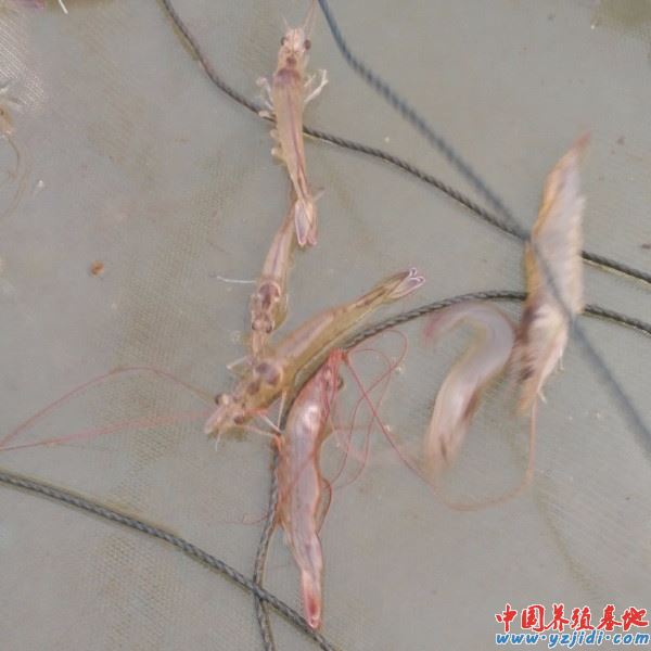 中國養殖基地 yzjidi.com