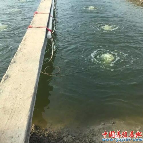 中國養殖基地 yzjidi.com