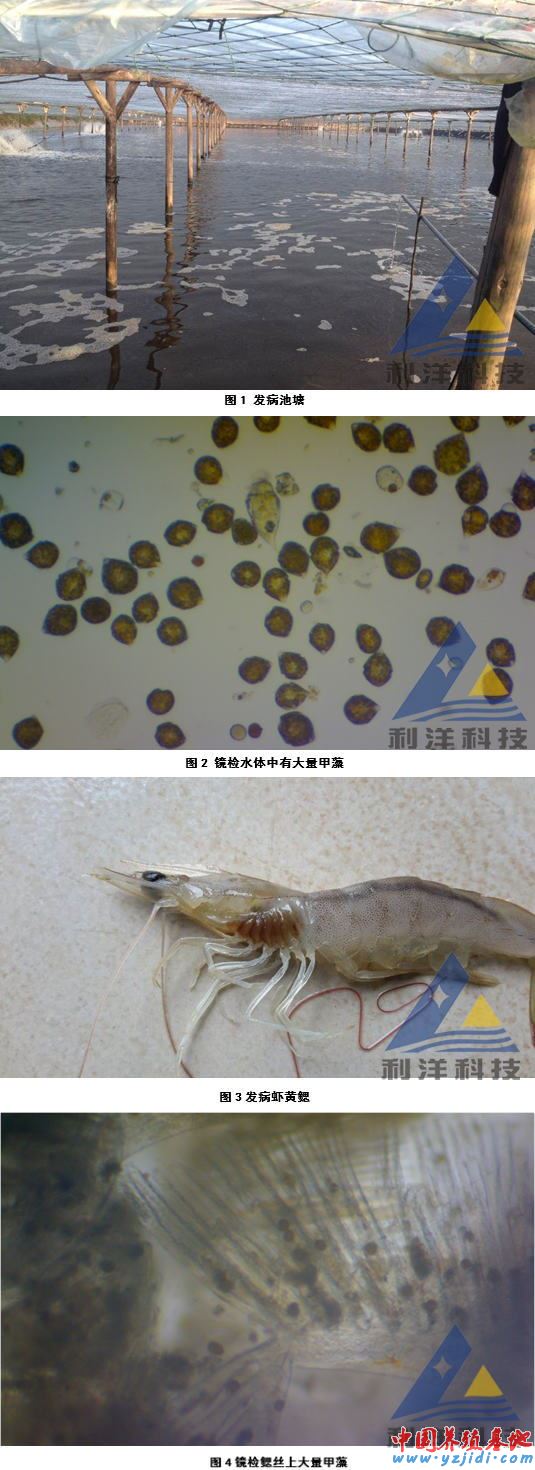 中國養殖基地 yzjidi.com
