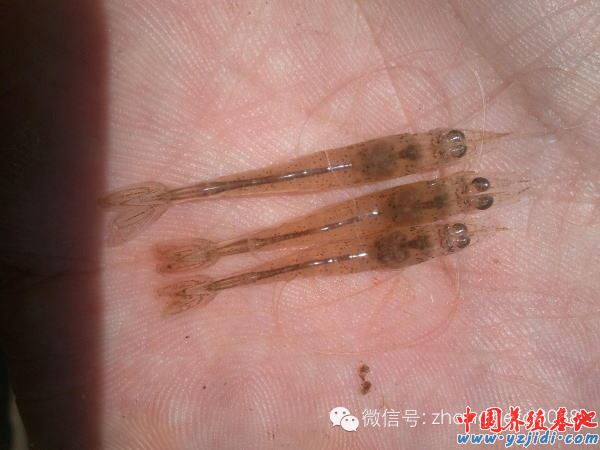 中國養殖基地 yzjidi.com