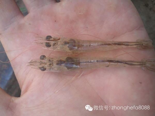 中國養殖基地 yzjidi.com