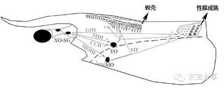 中國養殖基地 yzjidi.com
