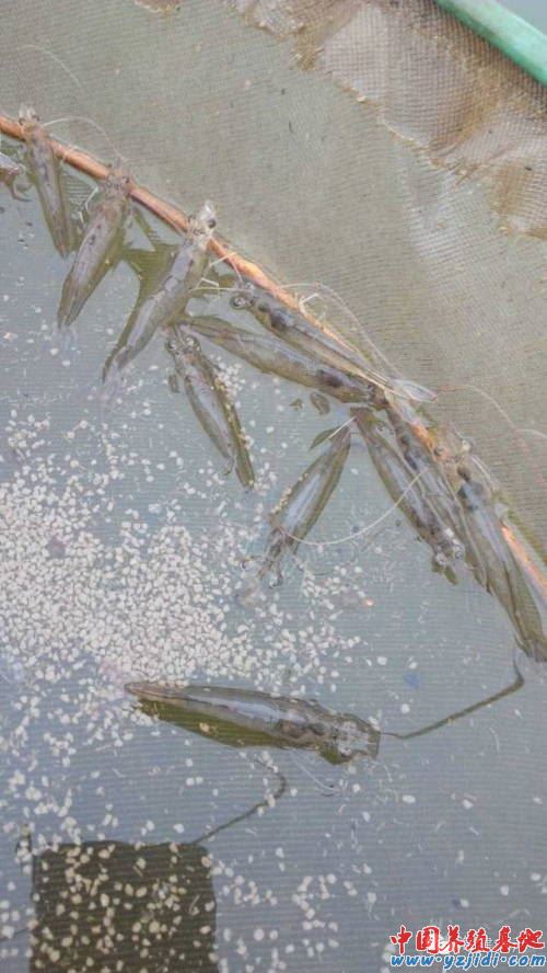 中國養殖基地 yzjidi.com