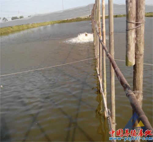 中國養殖基地 yzjidi.com