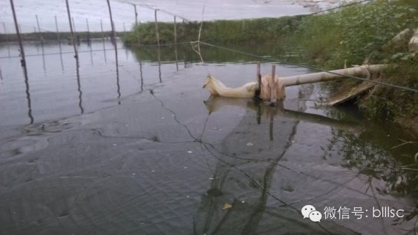 中國養殖基地 yzjidi.com