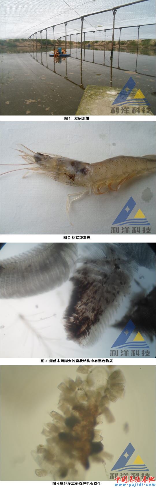 中國養殖基地 yzjidi.com