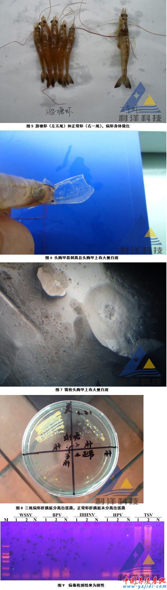 中國養殖基地 yzjidi.com