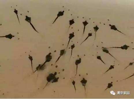 中國養殖基地 yzjidi.com