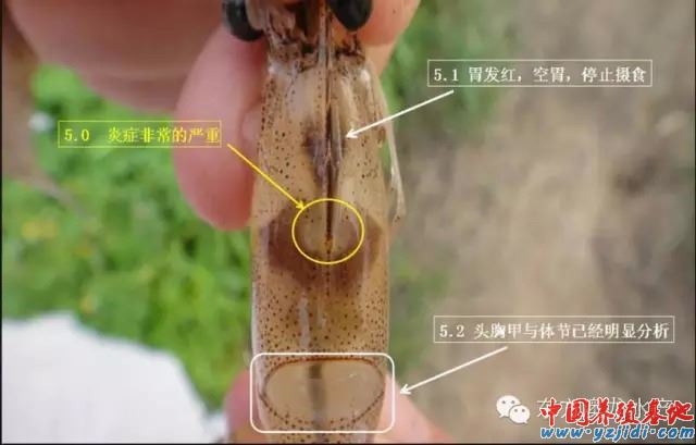中國養殖基地 yzjidi.com