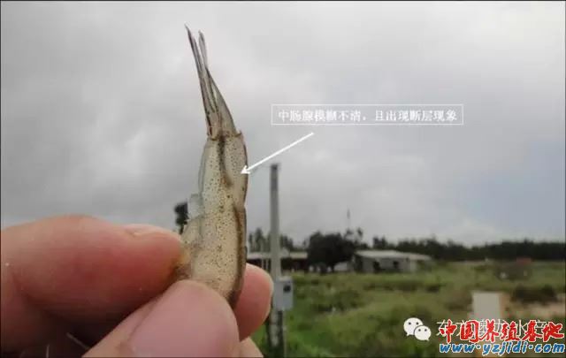 中國養殖基地 yzjidi.com