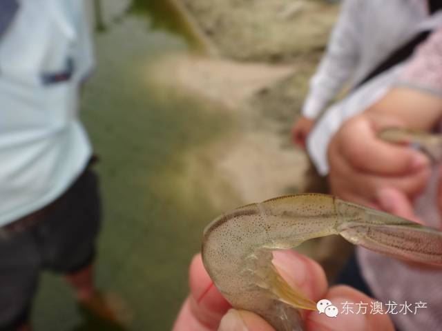 中國養殖基地 yzjidi.com