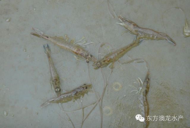 中國養殖基地 yzjidi.com