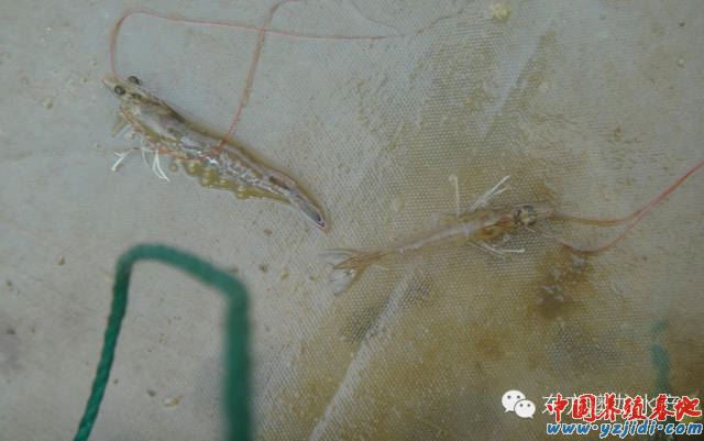 中國養殖基地 yzjidi.com